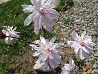 magnolia stellata Chrysanthemumiflora