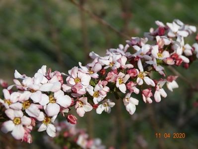 spiraea Fujino Pink