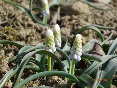 muscari botryoides Album