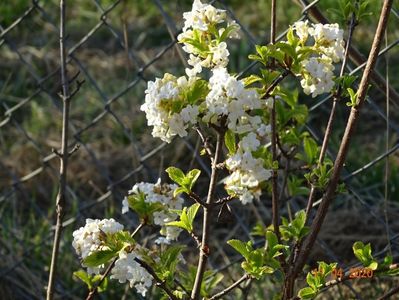 viburnum farreri Candidissimum