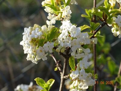 viburnum farreri Candidissimum