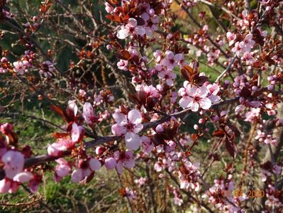 prunus cistena Nigra