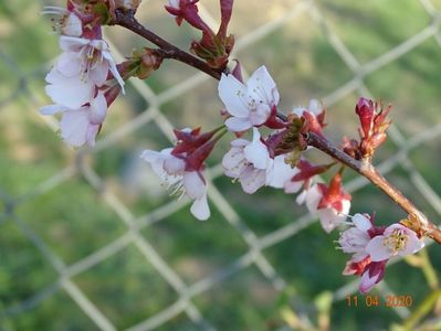 prunus Ruby pui