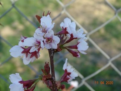 prunus Ruby pui