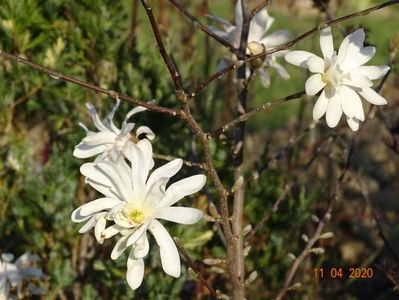 magnolia stellata Royal Star