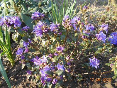 azalea blue tit