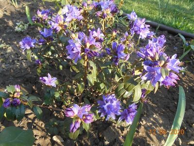 azalea blue tit