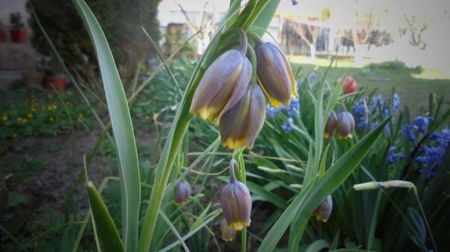 Fritillaria michailovskyi