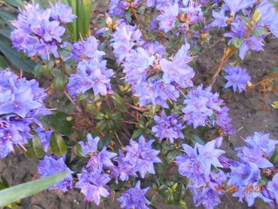 Azalea blue tit