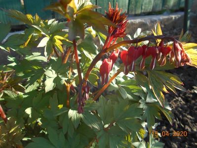 Dicentra