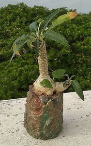 Dorstenia crispa