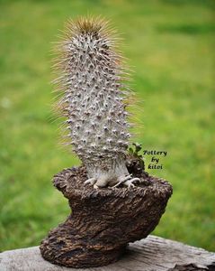 Kitoi: Pachypodium namaquanum