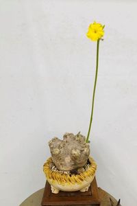 Pachypodium eburneum