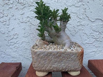 Pachypodium saundersii