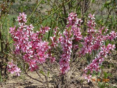 prunus tenella Fire Hill