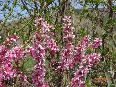 prunus tenella Fire Hill