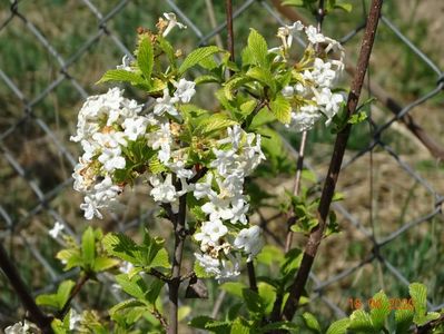 viburnum farreri Candidissimum