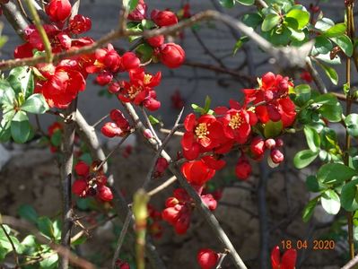 chaenomeles Crimson and Gold