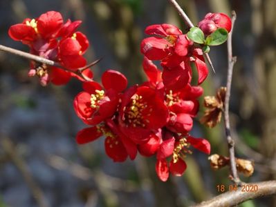 chaenomeles Crimson and Gold