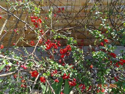 chaenomeles Crimson and Gold