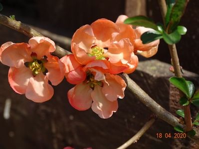 chaenomeles Salmon Horizon