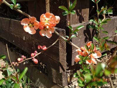 chaenomeles Salmon Horizon