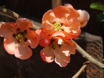 chaenomeles Salmon Horizon