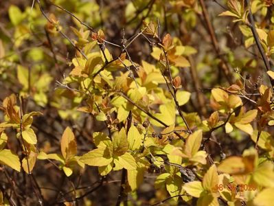 spiraea Gold Mound