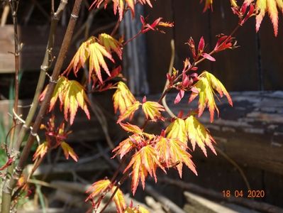 acer palm. Orange Dream