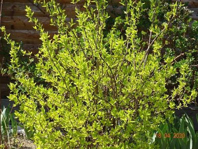 philadelphus Aureus