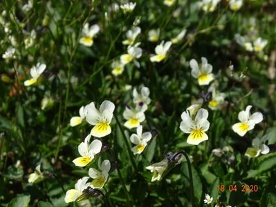 viola arvensis