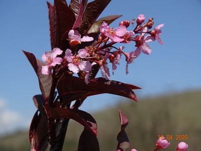 prunus padus Colorata