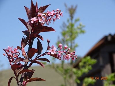 prunus padus Colorata