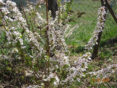 spiraea Fujino Pink