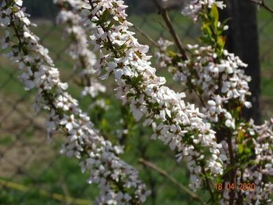 spiraea Fujino Pink