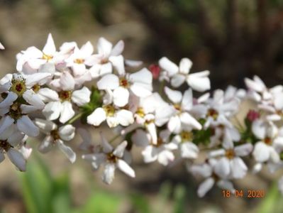 spiraea Fujino Pink