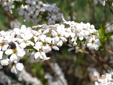 spiraea Fujino Pink