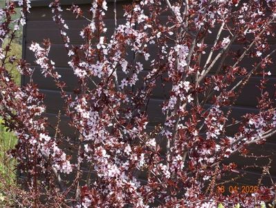 prunus cerasifera Nigra