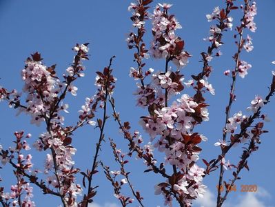 prunus cerasifera Nigra