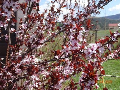 prunus cerasifera Nigra