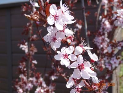 prunus cerasifera Nigra