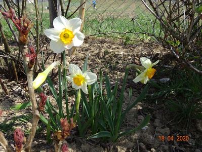 narcise Flower Record