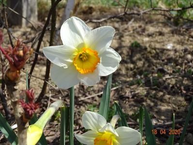 narcise Flower Record