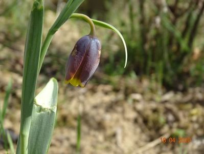 fritillaria uva vulpis