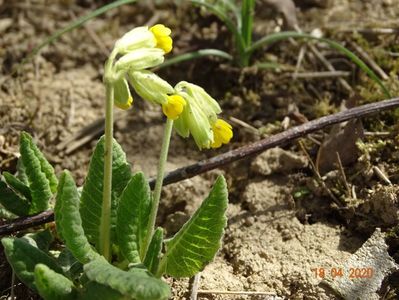 primula veris