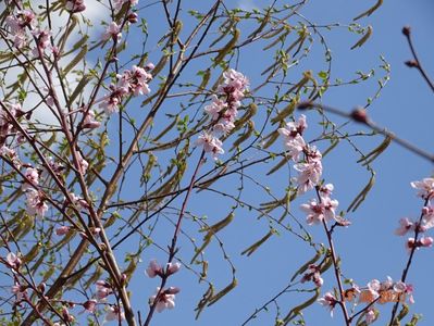 prunus persica