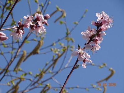 prunus persica