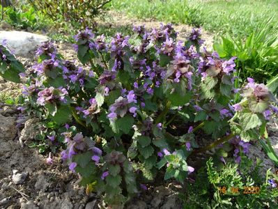 lamium purpureum