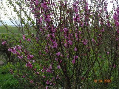 prunus triloba