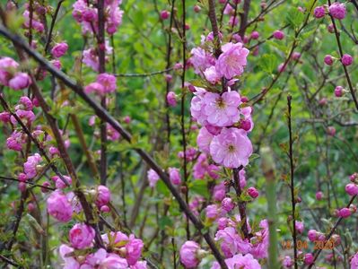 prunus triloba